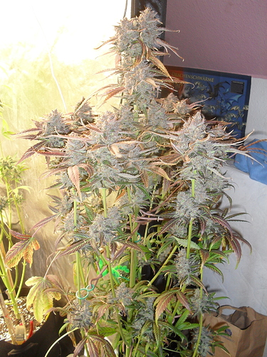 Growreport Bild 9