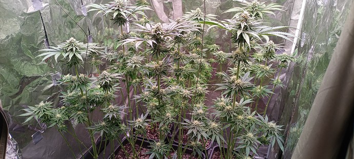 Growreport Bild 3