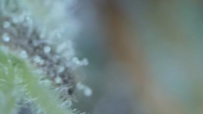 Growreport Bild 40