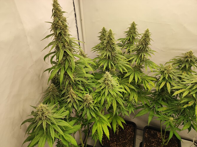Growreport Bild 8