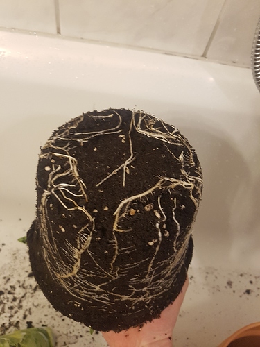 Growreport Bild 1