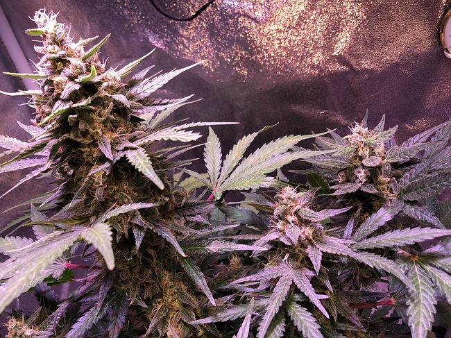 Growreport Bild 35