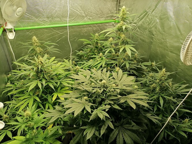 Growreport Bild 1