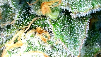 Growreport Bild 11