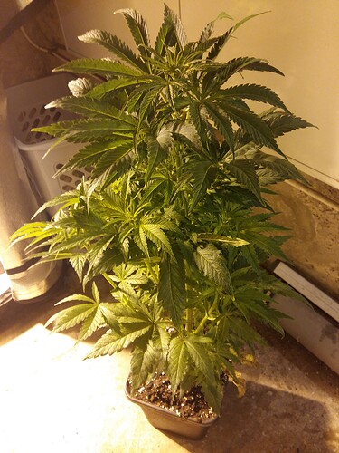 Growreport Bild 1