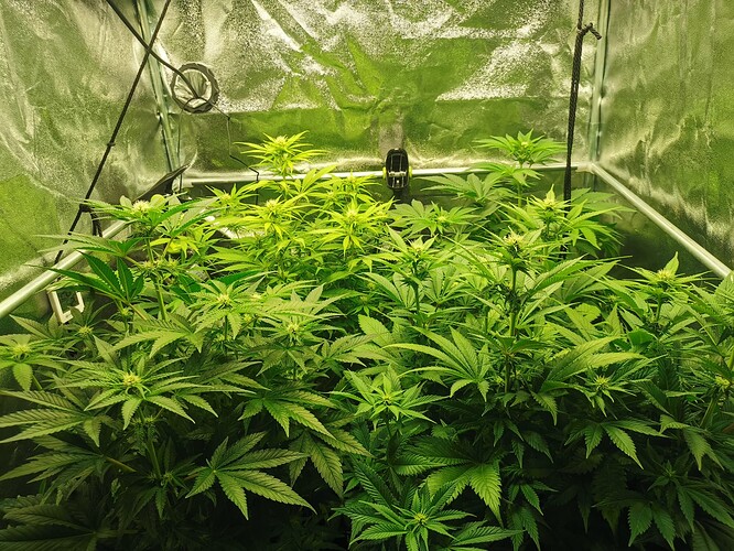 Growreport Bild 3