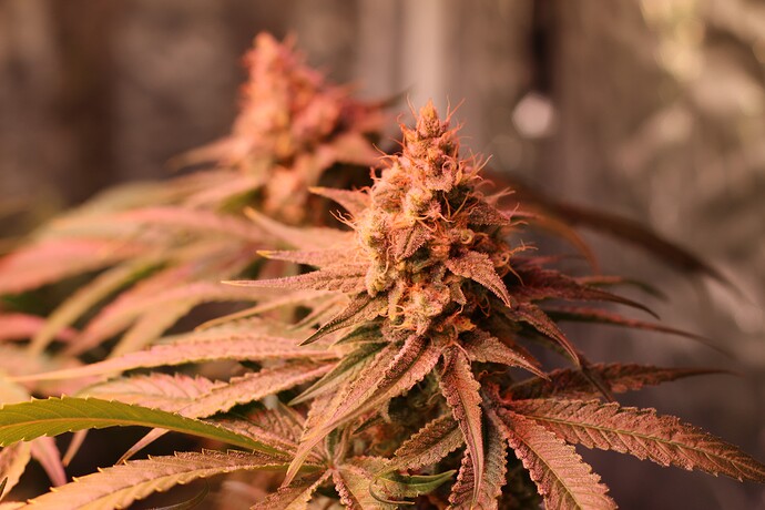 Growreport Bild 24