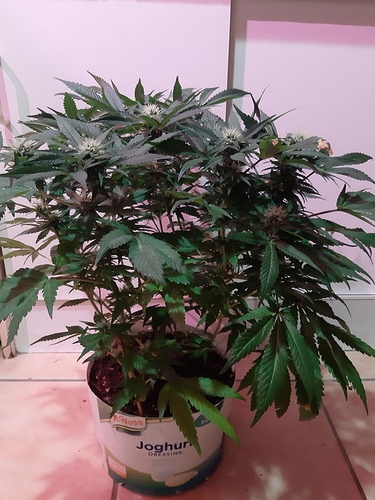 Growreport Bild 9