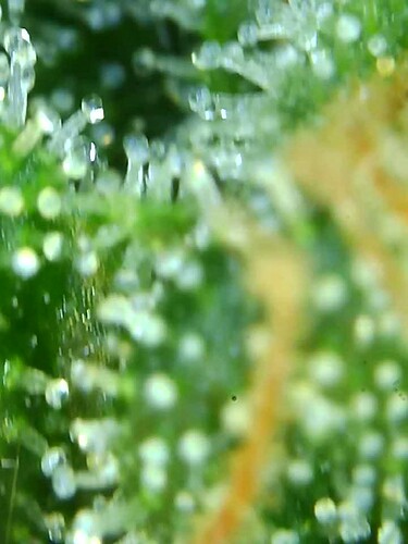Growreport Bild 16