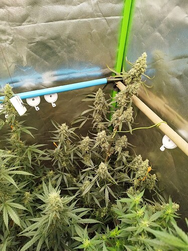 Growreport Bild 17