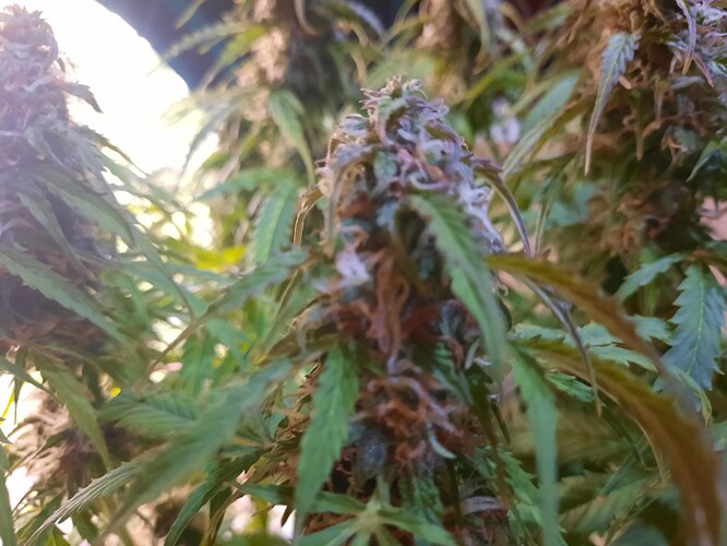 Growreport Bild 1