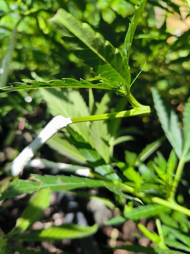 Growreport Bild 5