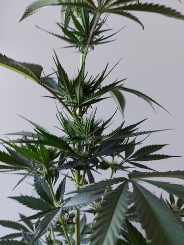 Growreport Bild 8