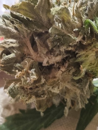 Growreport Bild 4