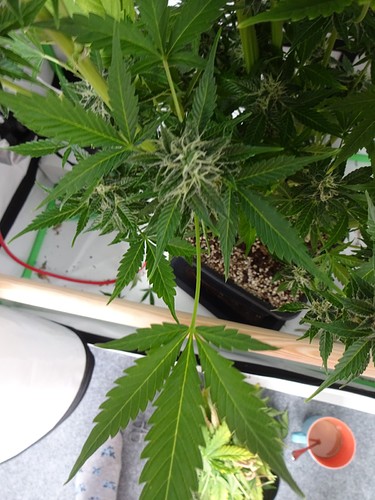 Growreport Bild 5