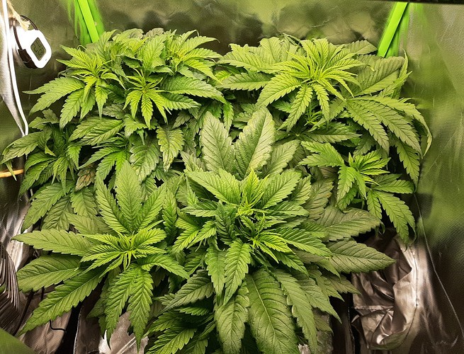 Growreport Bild 1