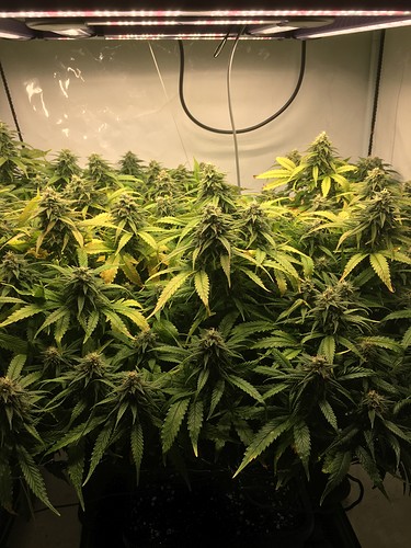Growreport Bild 13