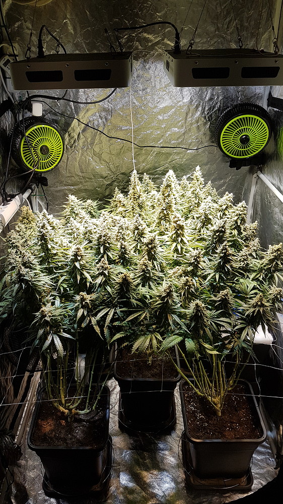 Lemon Power Haze - LED - ScroG - 1,44qm - Plagron Erde + Dünger
