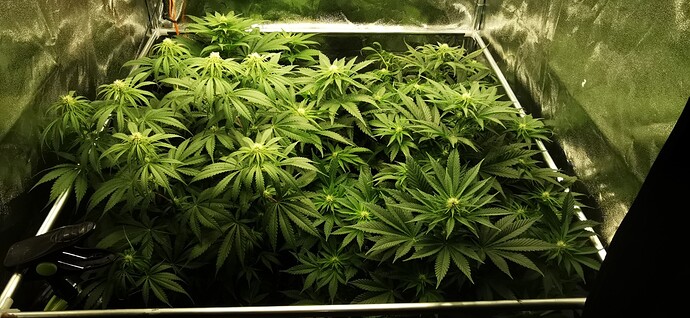 Growreport Bild 2