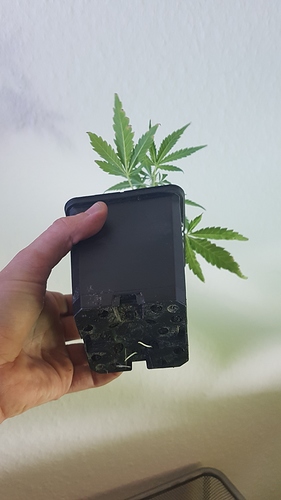 Growreport Bild 7
