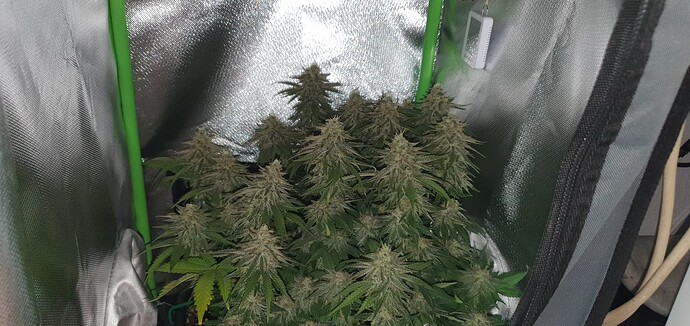 Growreport Bild 7