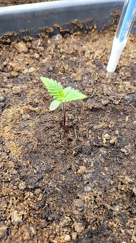 Growreport Bild 128