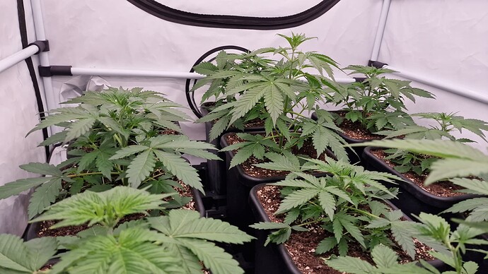 Growreport Bild 13
