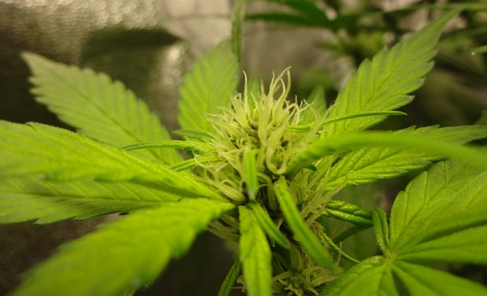 Growreport Bild 20