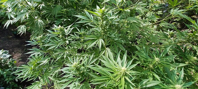 Growreport Bild 4