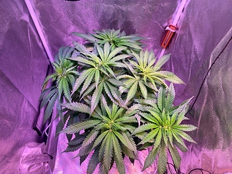 Growreport Bild 24