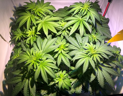 Growreport Bild 5