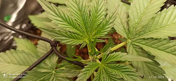 IMG-20231011-WA0041