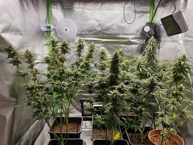 Growreport Bild 6