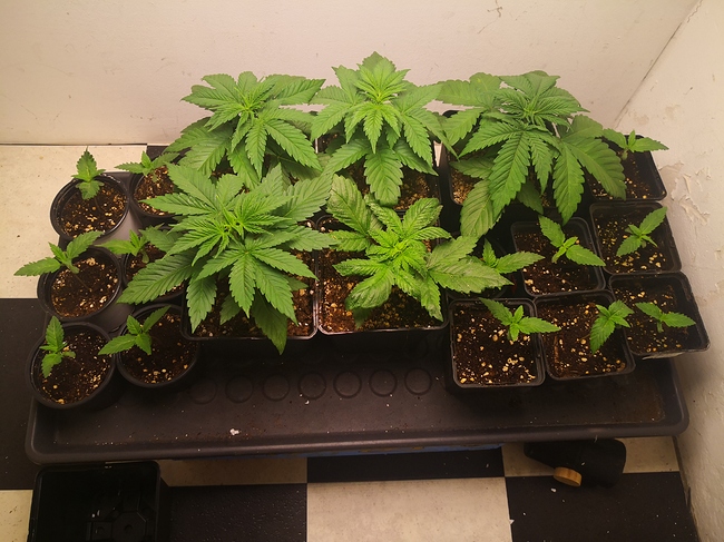 Growreport Bild 4