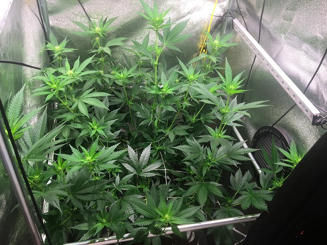 Growreport Bild 1