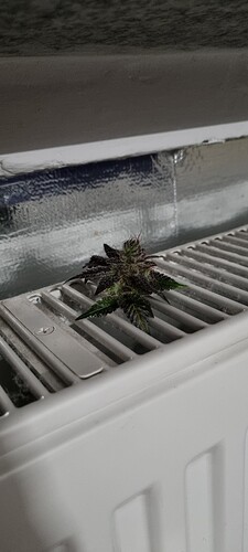 Growreport Bild 1