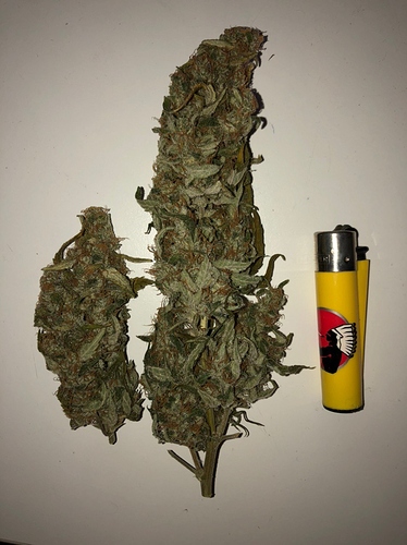 Growreport Bild 13