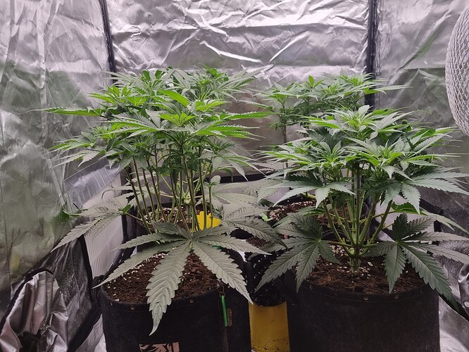 Growreport Bild 5