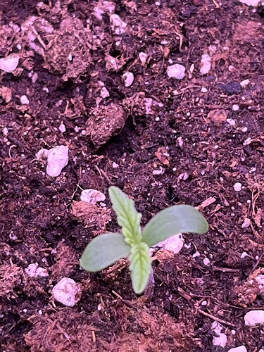 Growreport Bild 7