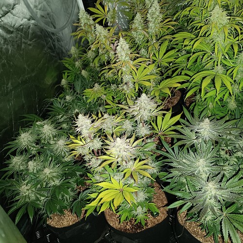 Growreport Bild 5
