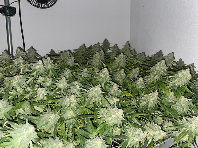 Growreport Bild 19