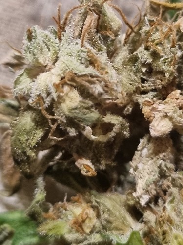 Growreport Bild 3