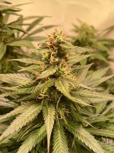 Growreport Bild 3