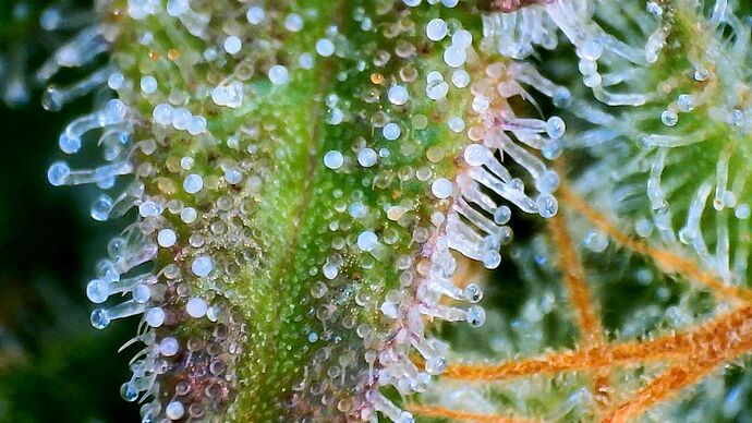 Growreport Bild 30