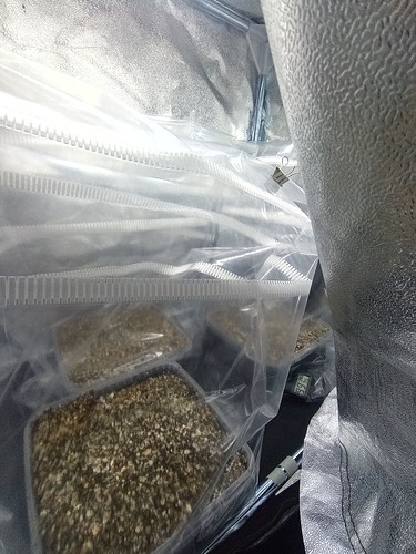 Growreport Bild 79