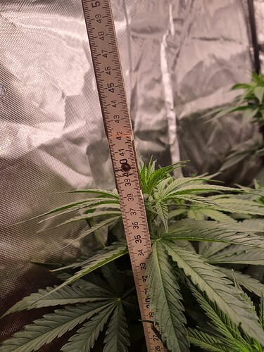 Growreport Bild 36