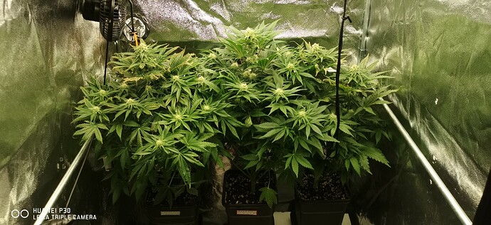 Growreport Bild 27