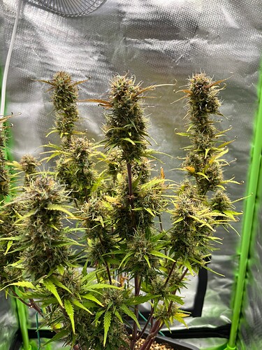 Growreport Bild 3