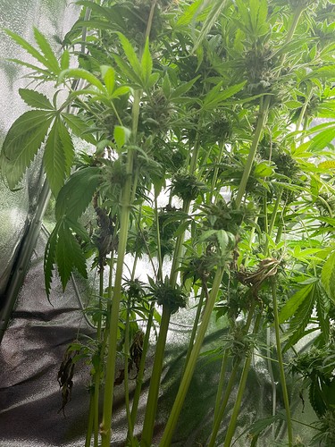 Growreport Bild 34