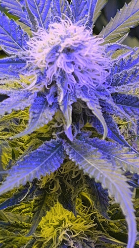 Growreport Bild 10